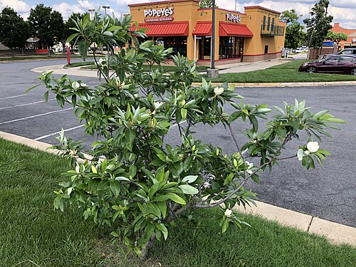 Sweet bay: A Sweetbay Magnolia blooming in front of a Popeye's Louisana Kitchen along Centreville Road (Virginia State Route 657) just south of McLearen Road (Virginia Sta