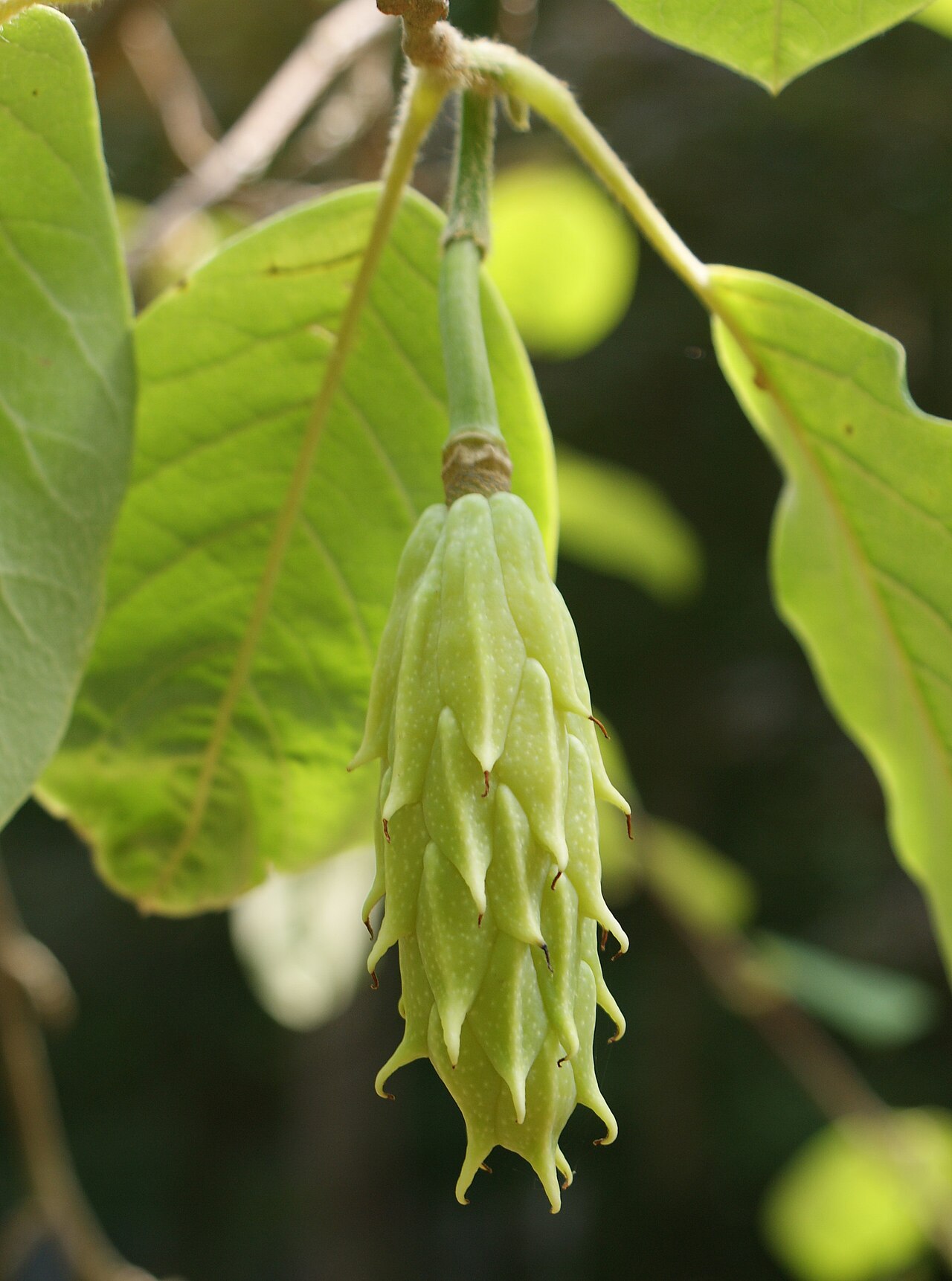 Wilson's magnolia: Magnolia wilsonii, fruit. Arboretum in Glinna