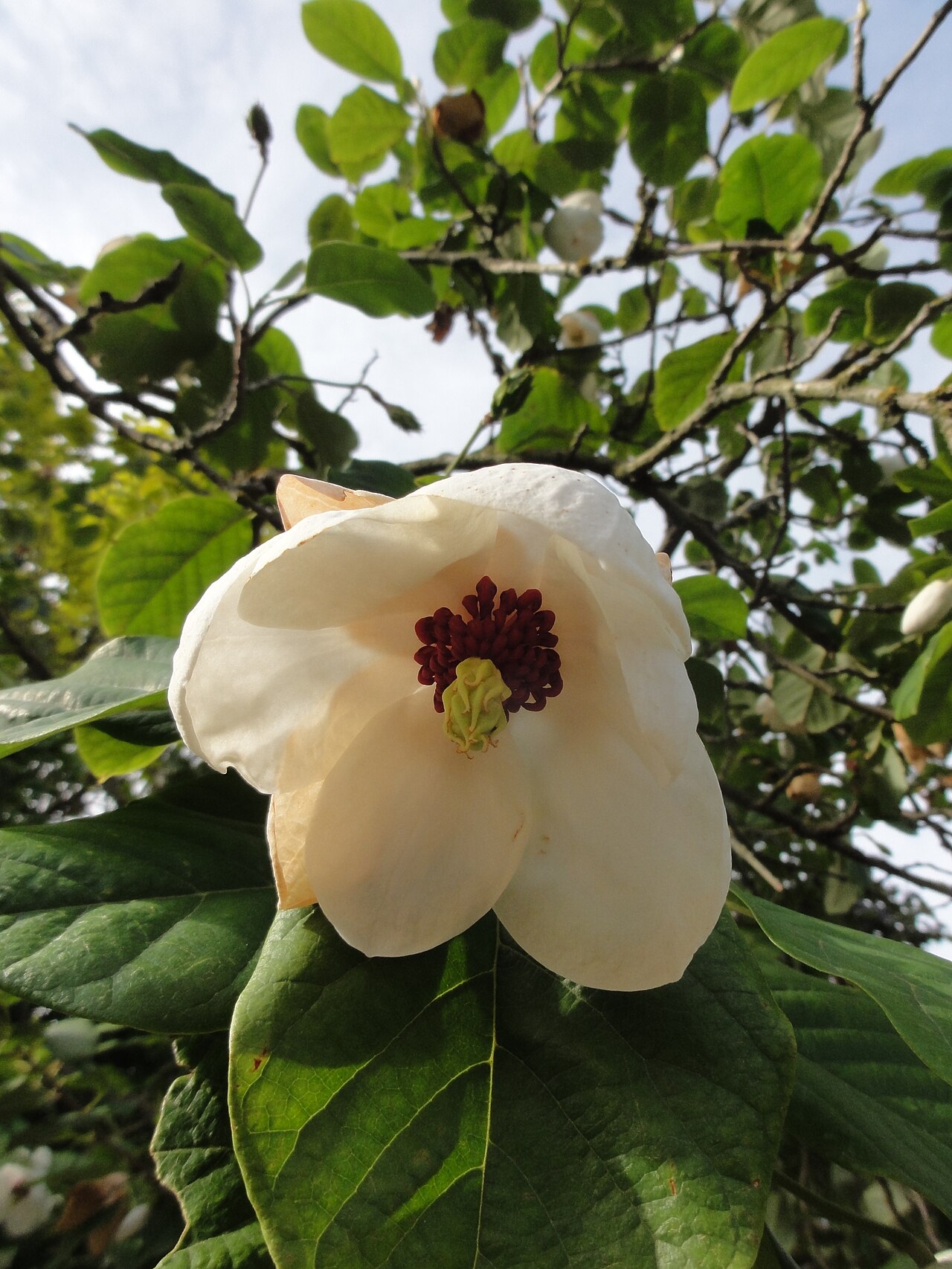 Wilson's magnolia: Magnolia wilsonii , Christchurch; New Zealand