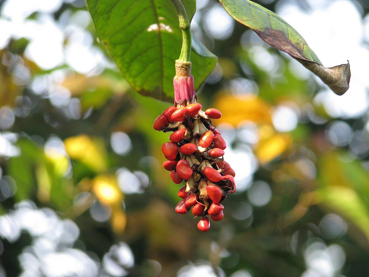 Wilson's magnolia: These always look sort of obscene to me...