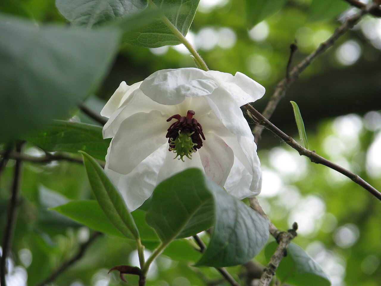 Wilson's magnolia: Magnolia wilsonii