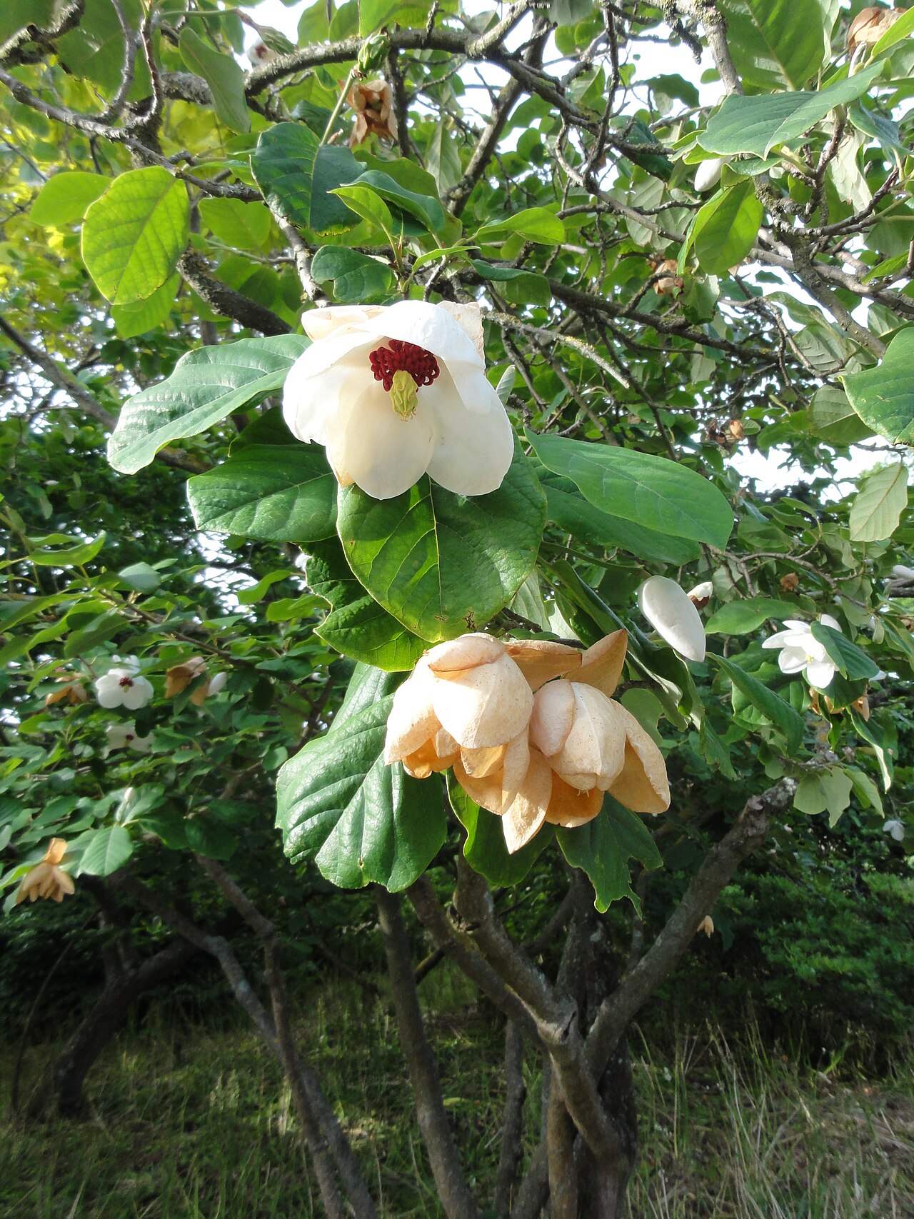 Wilson's magnolia: Magnolia wilsonii , Christchurch; New Zealand
