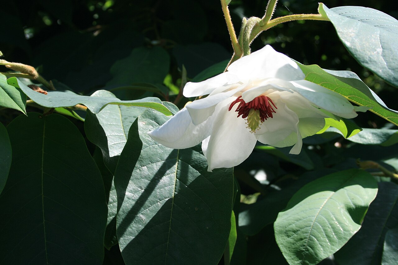 Wilson's magnolia: Magnolia wilsonii