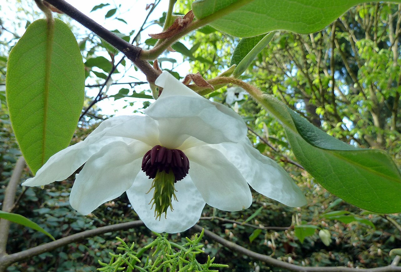 Wilson's magnolia: Magnolia wilsonii on the Camellia path next to the Stanley Park golf course