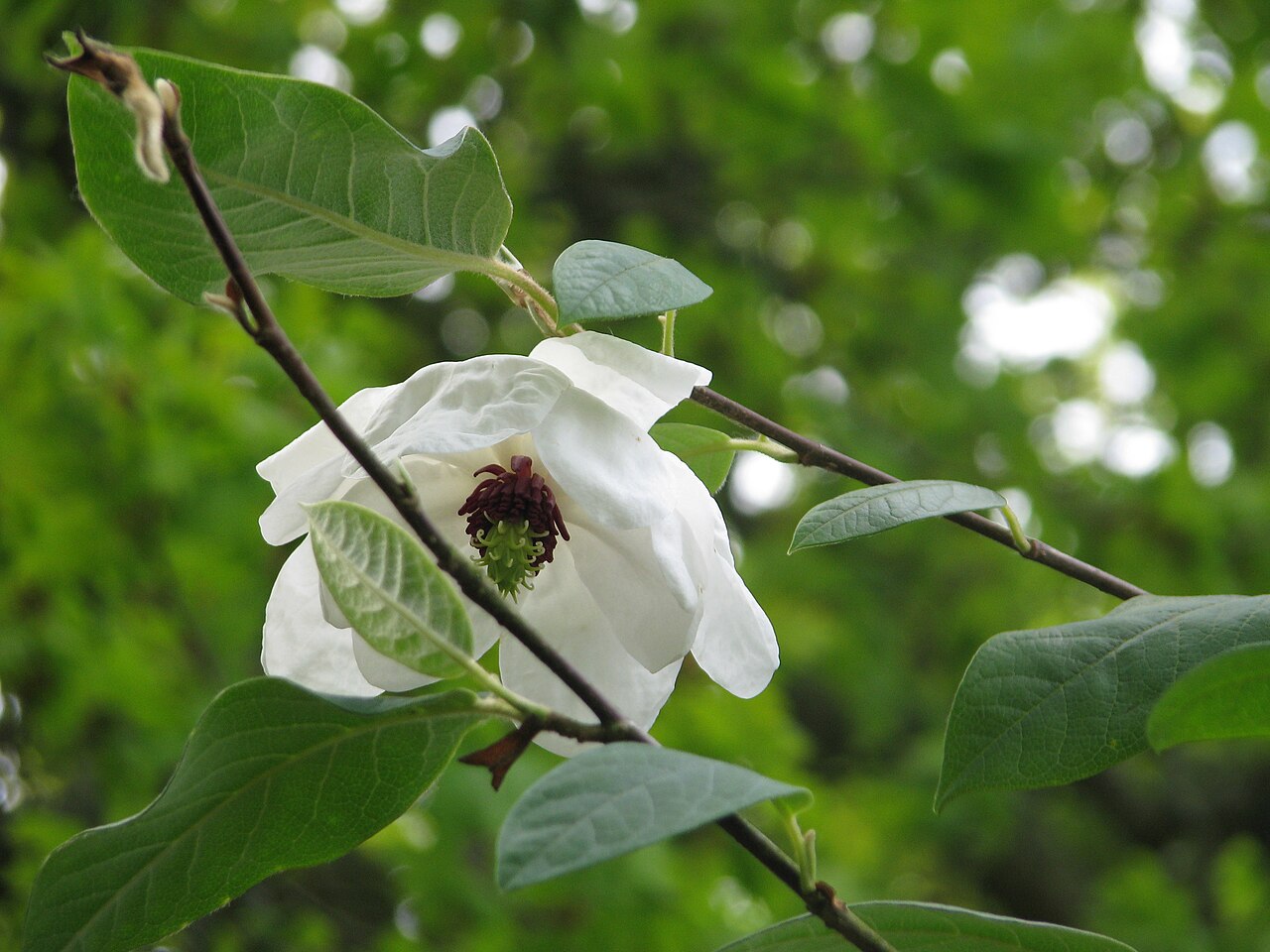 Wilson's magnolia: Magnolia wilsonii