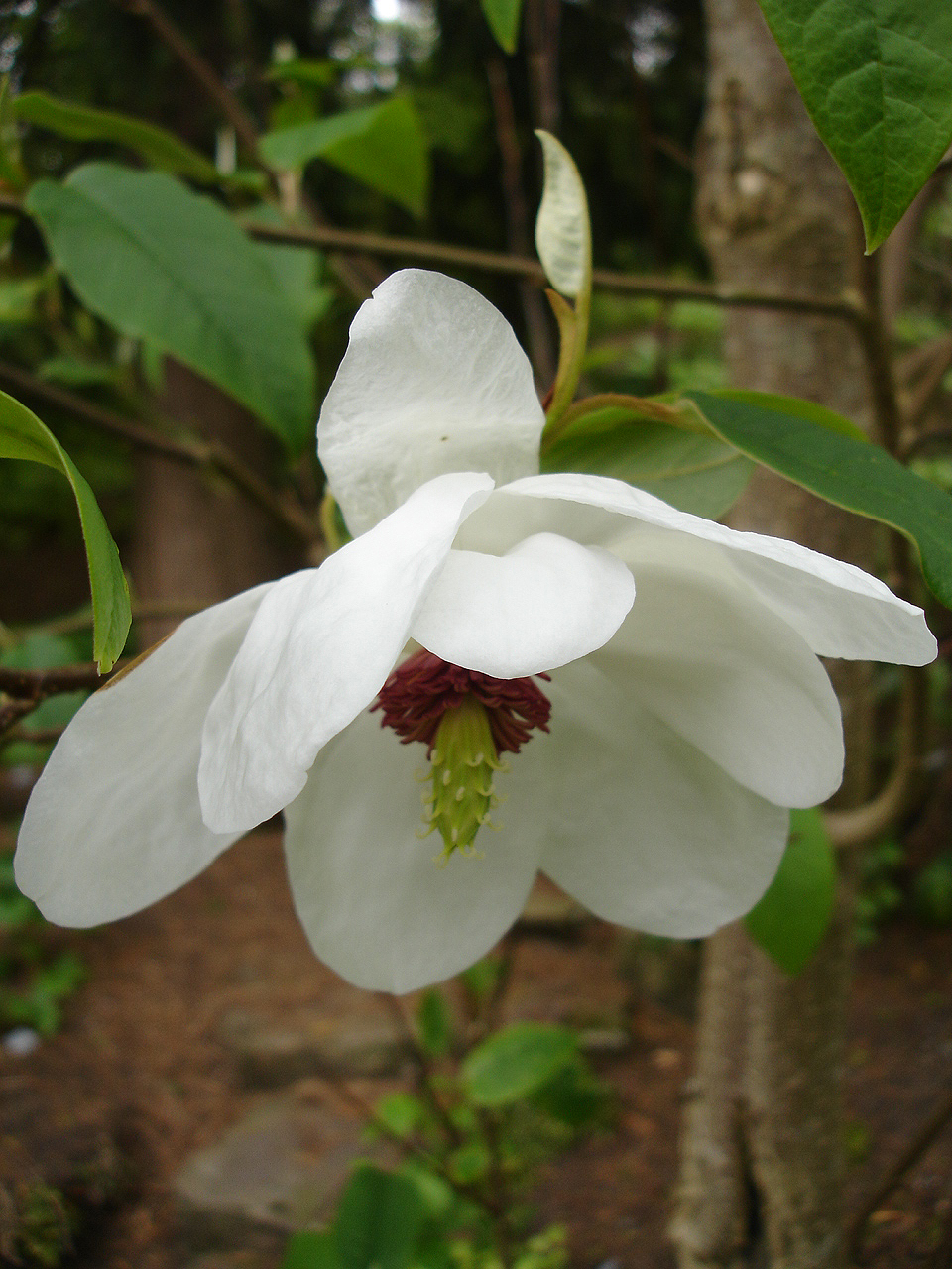Wilson's magnolia: Magnolia wilsonii