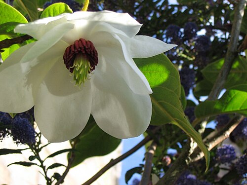 Wilson's magnolia: Magnolia wilsonii Blogged at treefell.com/camera/