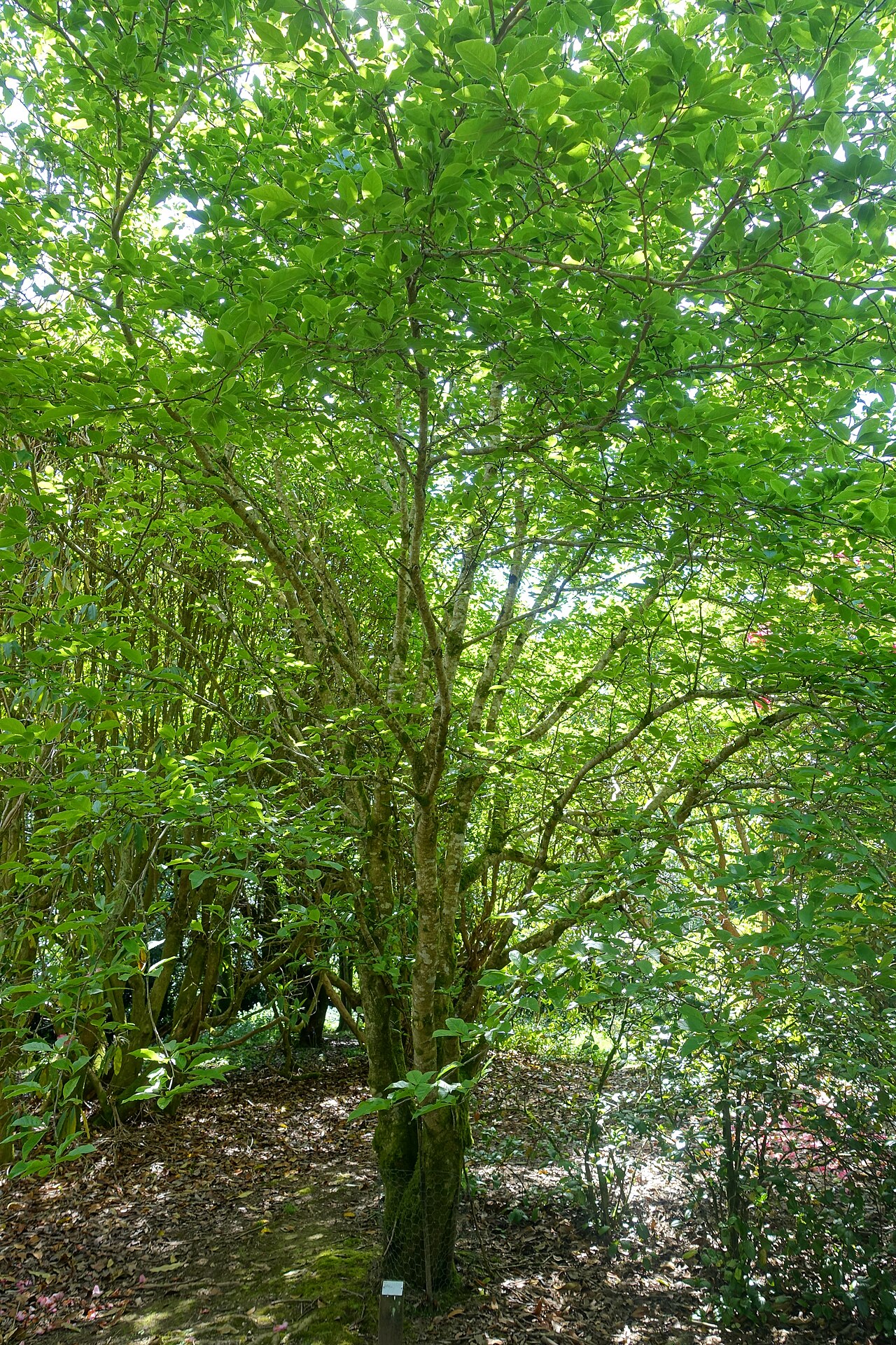 Magnolia × proctoriana: Botanical specimen in Caerhayes Castle gardens - Cornwall, England.