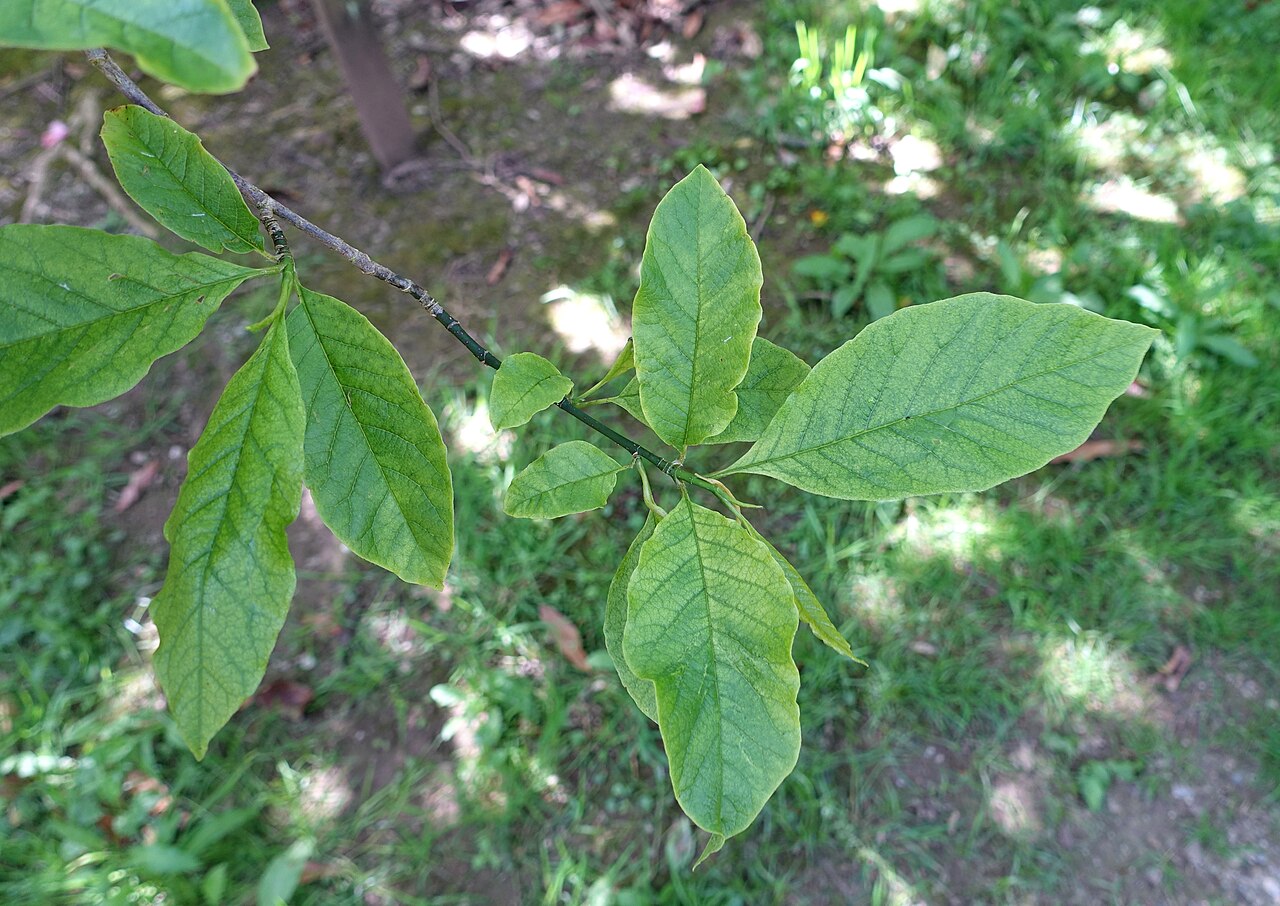 Magnolia × proctoriana: Botanical specimen in Caerhayes Castle gardens - Cornwall, England.