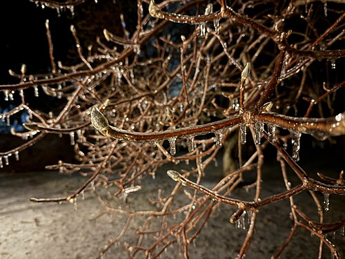 Saucer magnolia: Glaze ice from freezing rain on the branches of a Saucer Magnolia at night along Aquetong Lane in the Mountainview section of Ewing Township, Mercer County, New