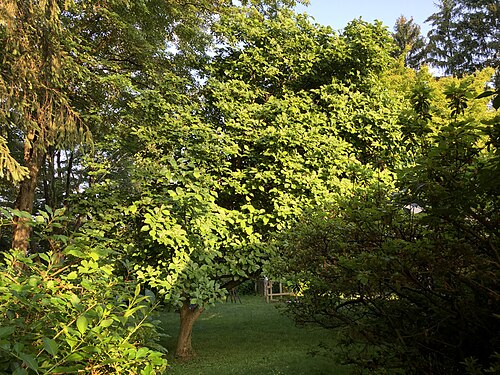 Saucer magnolia: A Saucer Magnolia along Aquetong Lane in the Mountainview section of Ewing Township, Mercer County, New Jersey