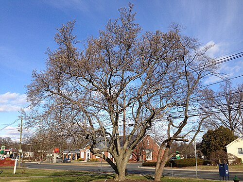 Saucer magnolia: Saucer Magnolia and Flowering Dogwood at the intersection of Pennington Road (New Jersey Route 31) and Bradway Avenue in Ewing, New Jersey