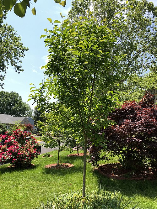 Saucer magnolia: A Saucer Magnolia sapling along Tranquility Court in the Franklin Farm section of Oak Hill, Fairfax County, Virginia