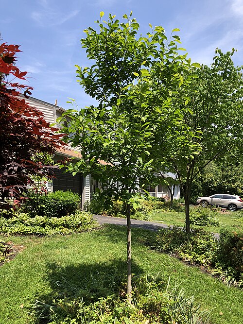 Saucer magnolia: A Saucer Magnolia sapling along Tranquility Court in the Franklin Farm section of Oak Hill, Fairfax County, Virginia