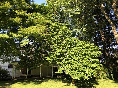 Saucer magnolia: A Saucer Magnolia in the back yard of a house along Aquetong Lane in the Mountainview section of Ewing Township, Mercer County, New Jersey