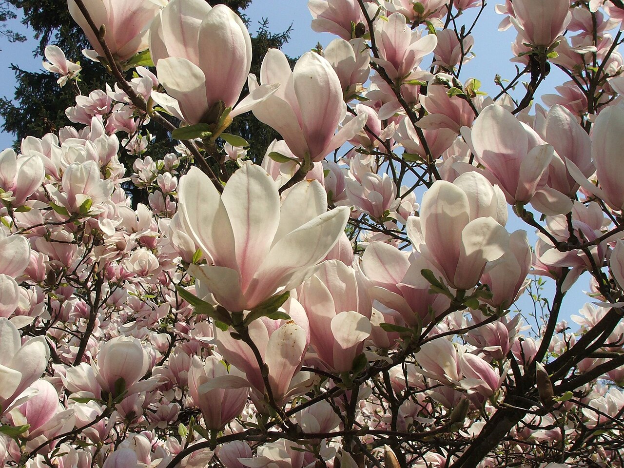 Saucer magnolia: Mass of flowers on Magnolia × soulangeana in Glinna , Poland .