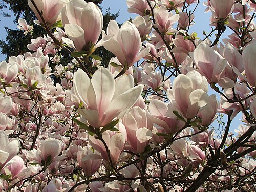 Saucer magnolia: Mass of flowers on Magnolia × soulangeana in Glinna , Poland .