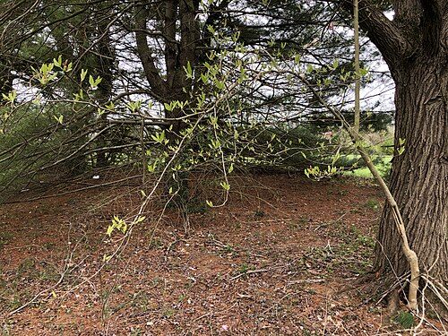 Saucer magnolia: A self-sown Saucer Magnolia within Ann M. Banchoff Park in the Mountainview section of Ewing Township, Mercer County, New Jersey