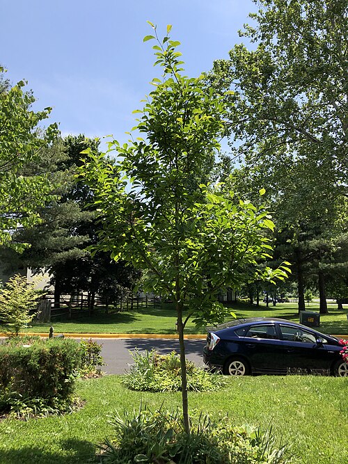 Saucer magnolia: A Saucer Magnolia sapling along Tranquility Court in the Franklin Farm section of Oak Hill, Fairfax County, Virginia