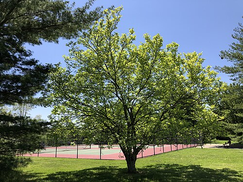 Saucer magnolia: A Saucer Magnolia leafing out in spring within Ann M. Banchoff Park in the Mountainview section of Ewing Township, Mercer County, New Jersey