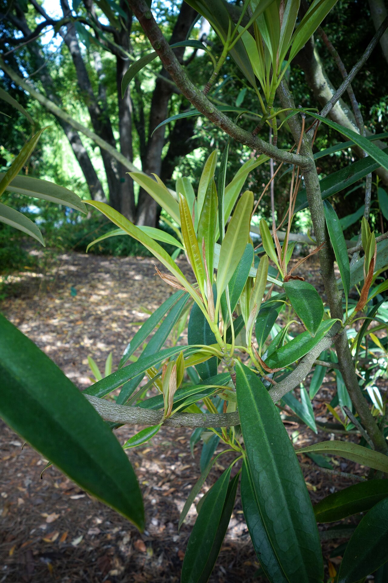 Magnolia yunnanensis: Specimen in Christchurch Botanic Gardens - Christchurch, New Zealand.