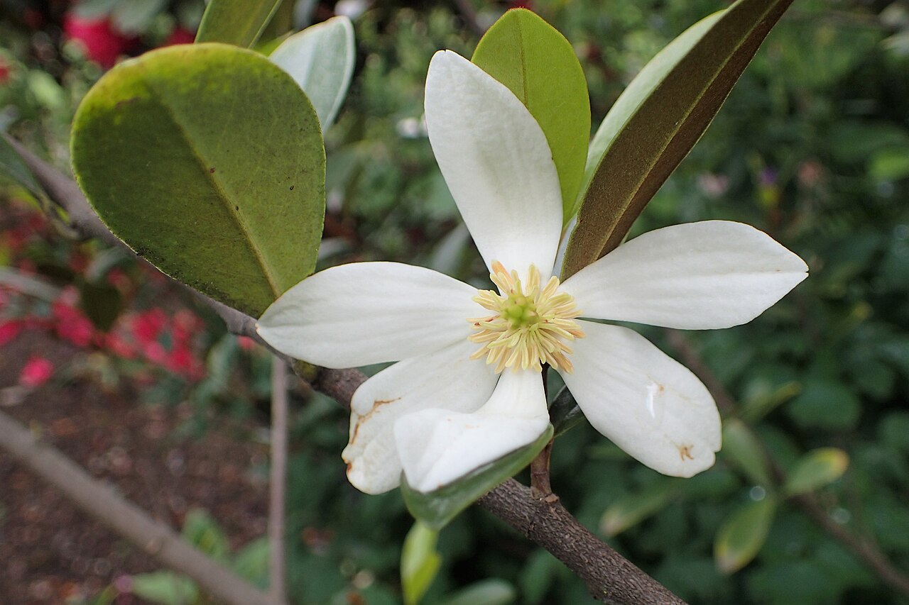 Magnolia yunnanensis: Magnolia yunnanensis in Queenstown Gardens, Otago, New Zealand