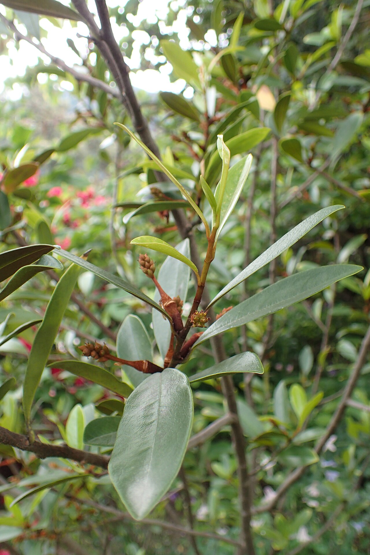 Magnolia yunnanensis: Magnolia yunnanensis in Queenstown Gardens, Otago, New Zealand
