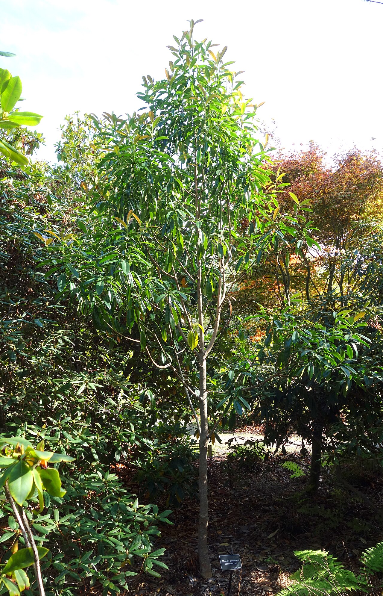 Magnolia yunnanensis: Botanical specimen in the Mendocino Coast Botanical Gardens, 18220 N Hwy 1, Fort Bragg, California, USA.