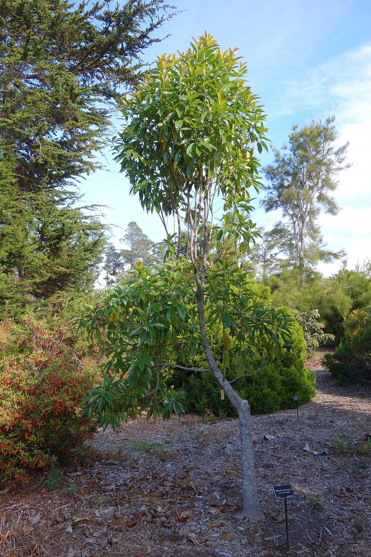 Magnolia yunnanensis: Botanical specimen in the Mendocino Coast Botanical Gardens, 18220 N Hwy 1, Fort Bragg, California, USA.