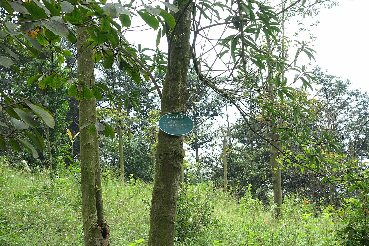 Magnolia yuyuanensis: Botanical specimen in the Chengdu Botanical Garden - Chengdu, China.