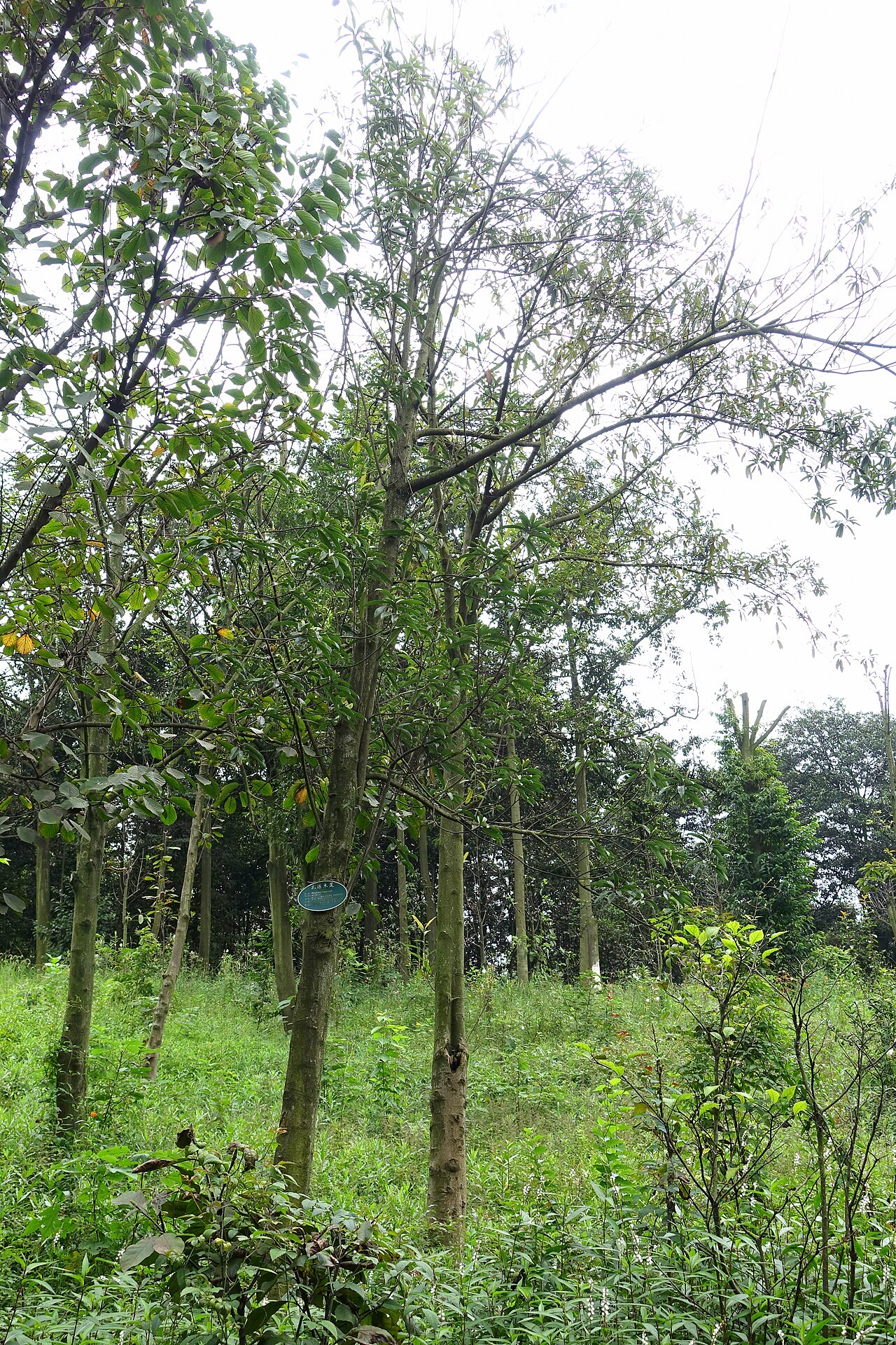 Magnolia yuyuanensis: Botanical specimen in the Chengdu Botanical Garden - Chengdu, China.