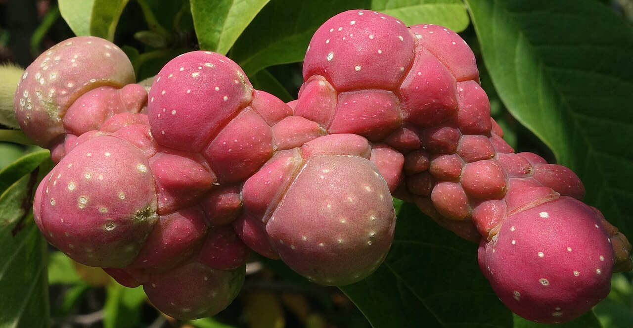 Magnolia zenii: Magnolia zenii maturing fruit. Arnold Arboretum of Harvard University, accession #430-91*A.