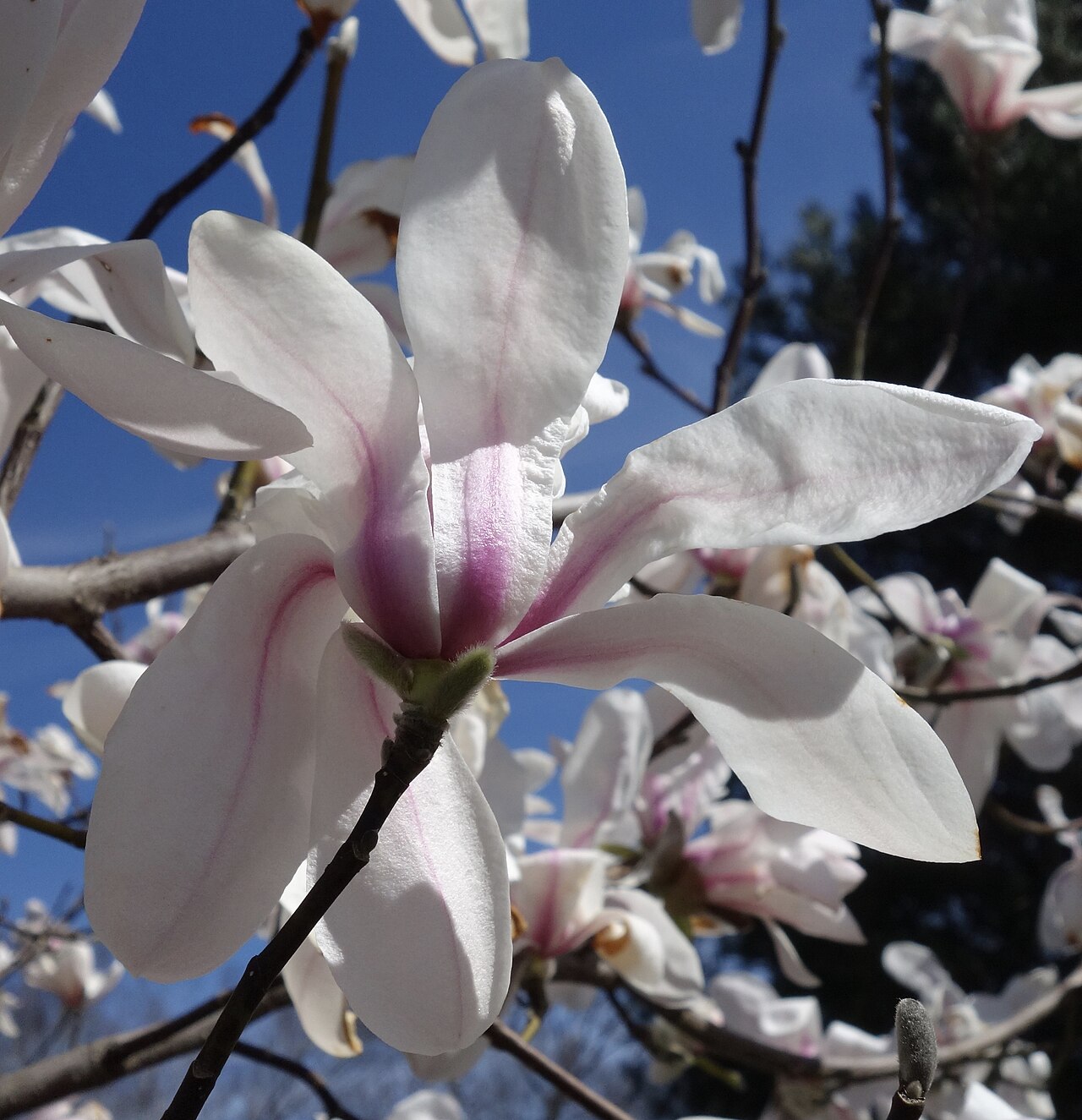 Magnolia zenii: Magnolia zenii ‘Pink Parchment’ flower, Arnold Arboretum of Harvard University, accession #476-2010*A.