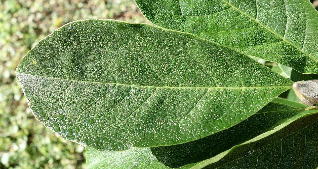 Magnolia zenii: Magnolia zenii , leaf. Arnold Arboretum of Harvard University, accession #549-2009*A.