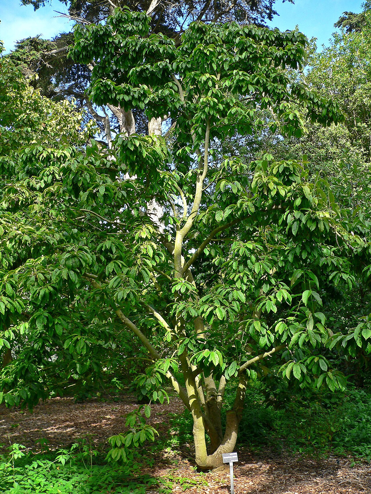 Magnolia zenii: Photo of Magnolia zenii at the San Francisco Botanical Garden