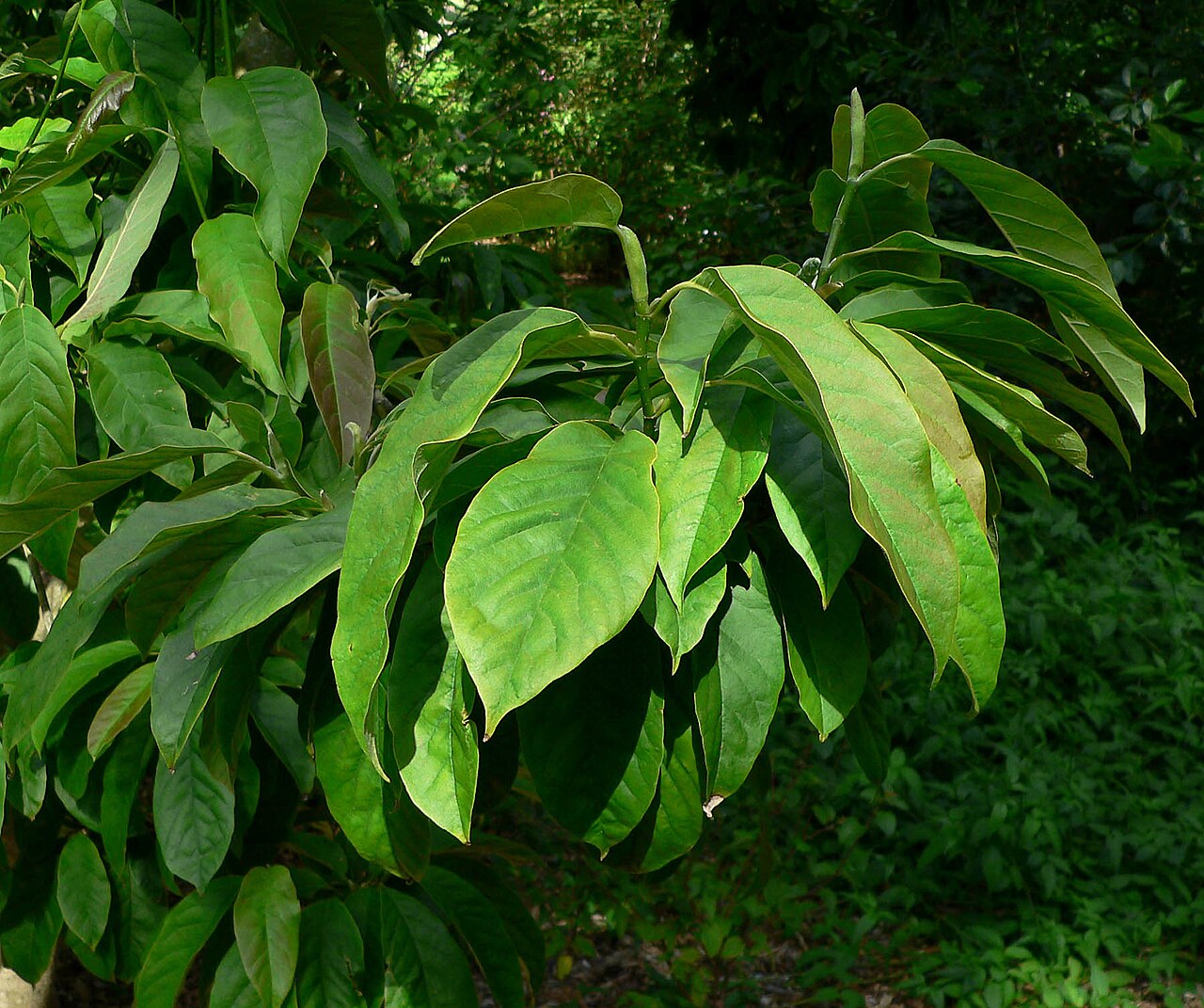 Magnolia zenii: Photo of Magnolia zenii at the San Francisco Botanical Garden