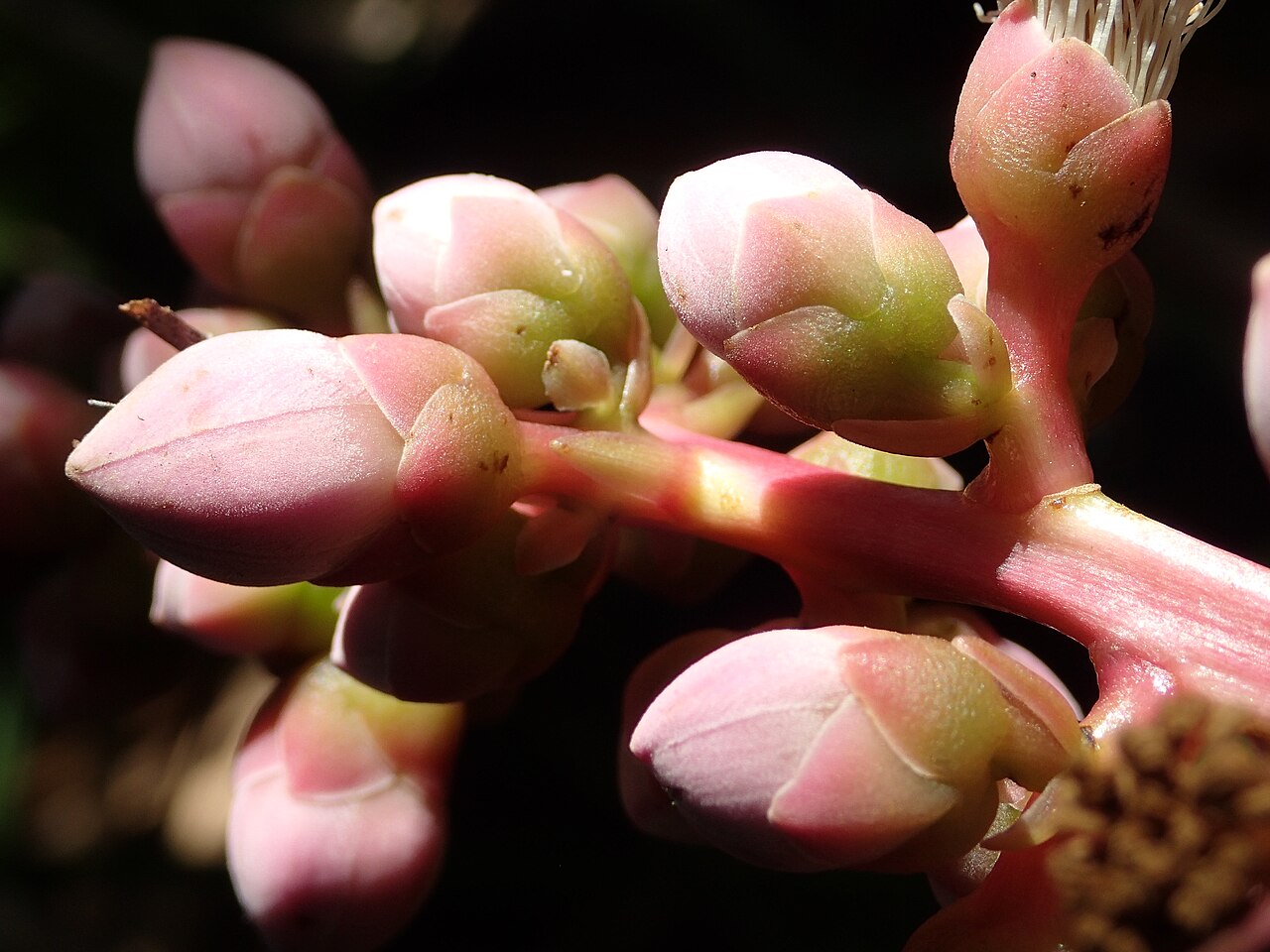 Mahurea palustris: boutons floraux de Mahurea palustris dans une savane proche du bagne des Annamites de Montsinéry