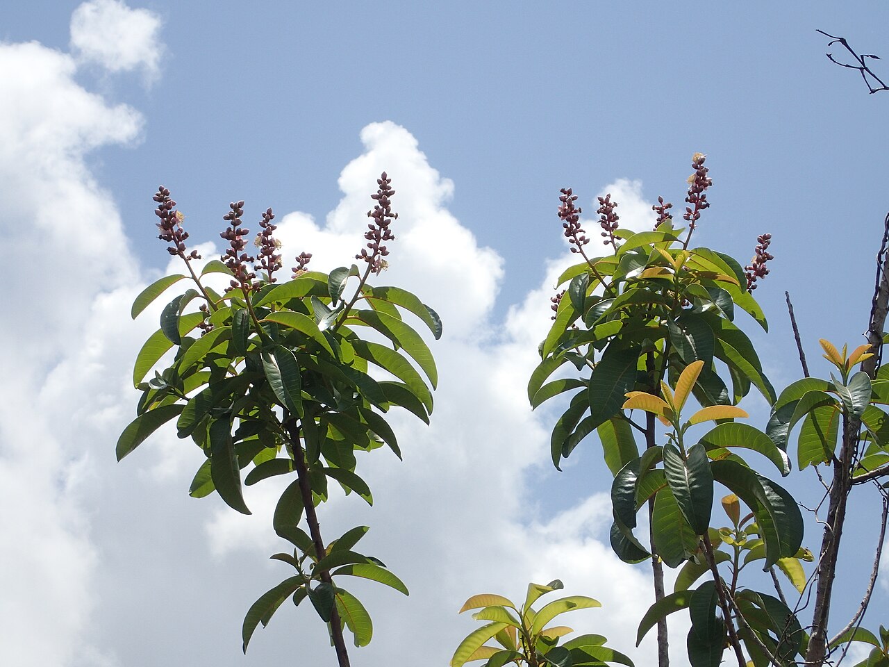 Mahurea palustris: houppier de Mahurea palustris dans une savane proche du bagne des Annamites de Montsinéry
