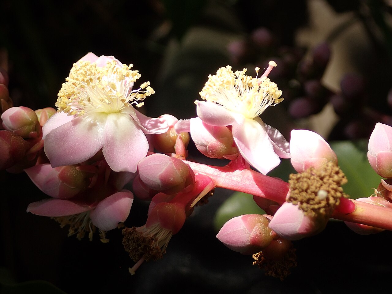 Mahurea palustris: fleurs de Mahurea palustris dans une savane proche du bagne des Annamites de Montsinéry