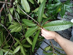 Mahurea palustris (Mahurea palustris)