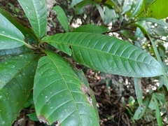 Mahurea palustris (Mahurea palustris)
