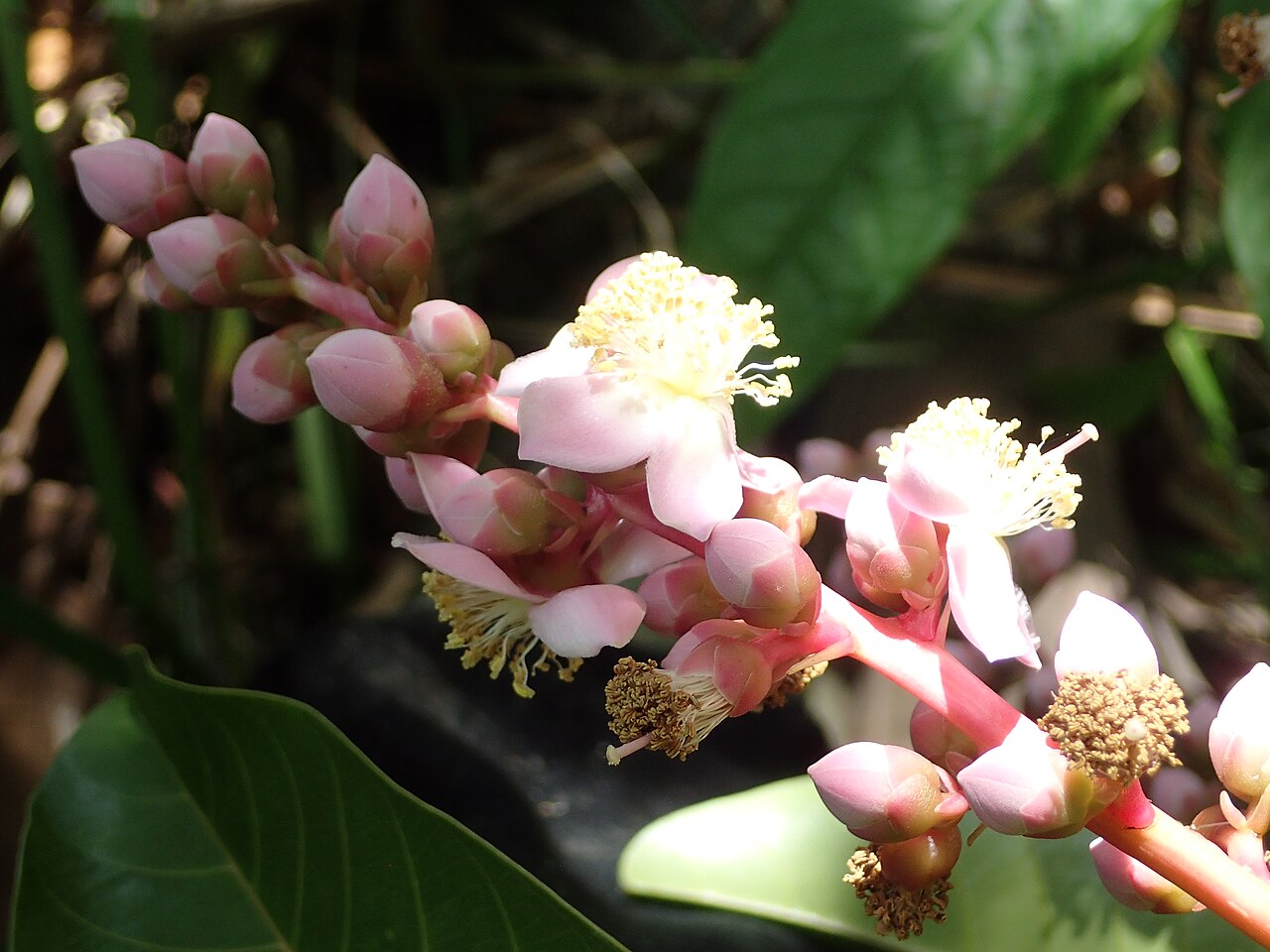 Mahurea palustris: Inflorescence de Mahurea palustris dans une savane proche du bagne des Annamites de Montsinéry