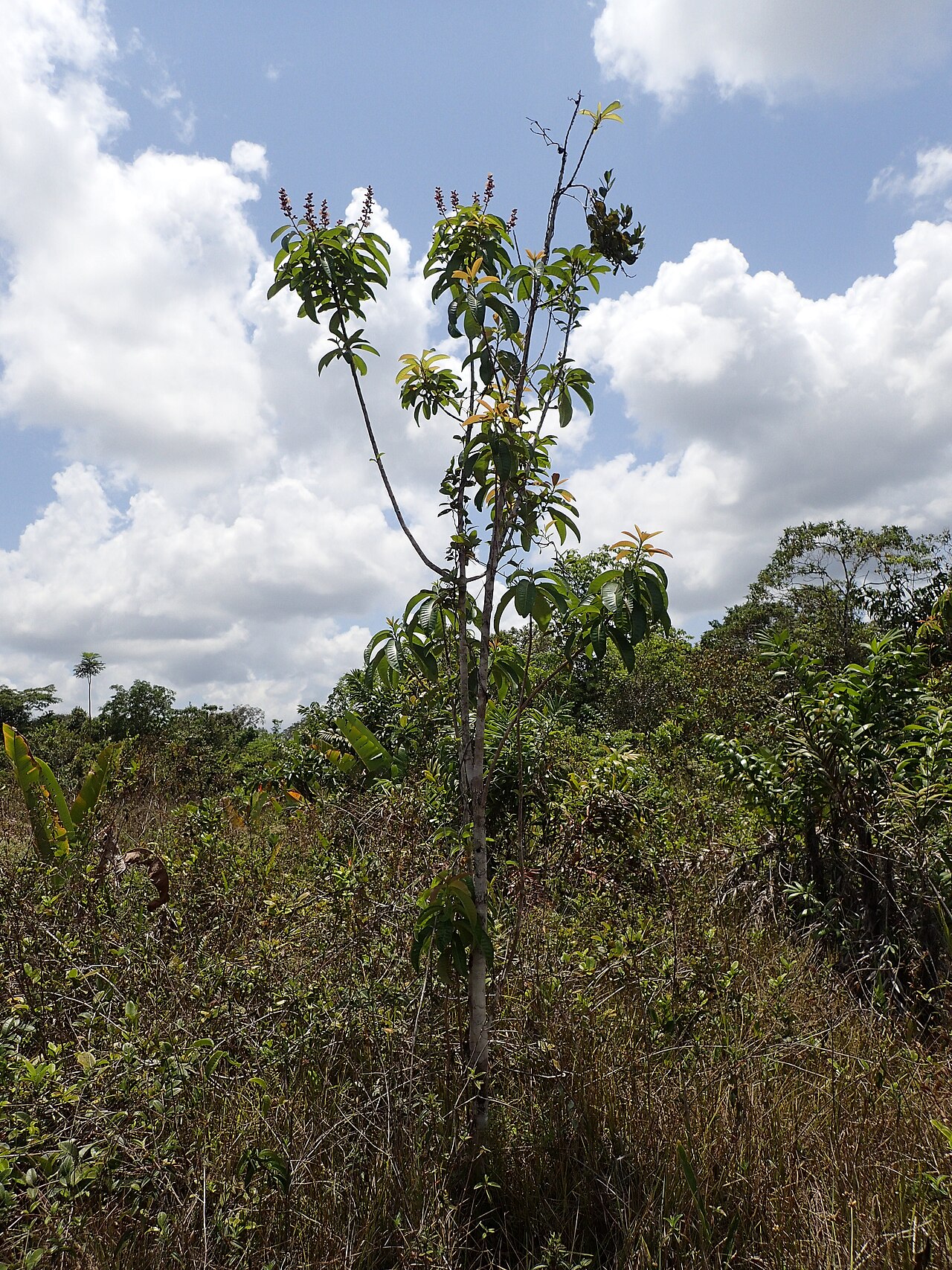 Mahurea palustris: Mahurea palustris dans une savane proche du bagne des Annamites de Montsinéry