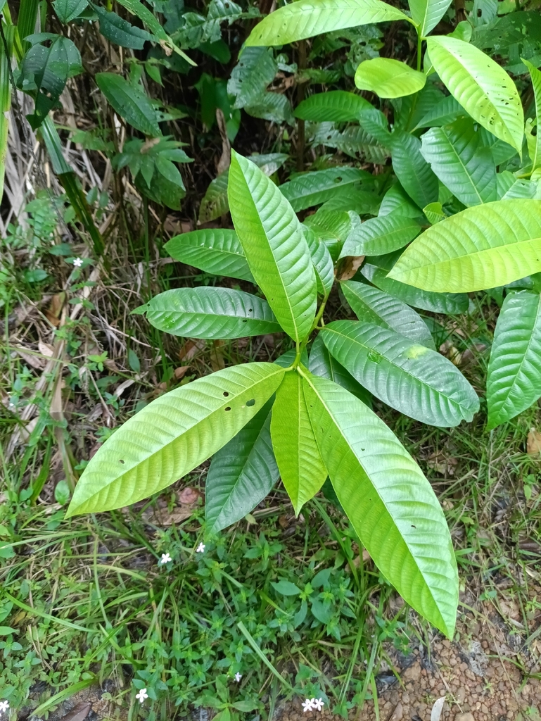 Mahurea palustris (Mahurea palustris)