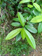 Mahurea palustris (Mahurea palustris)