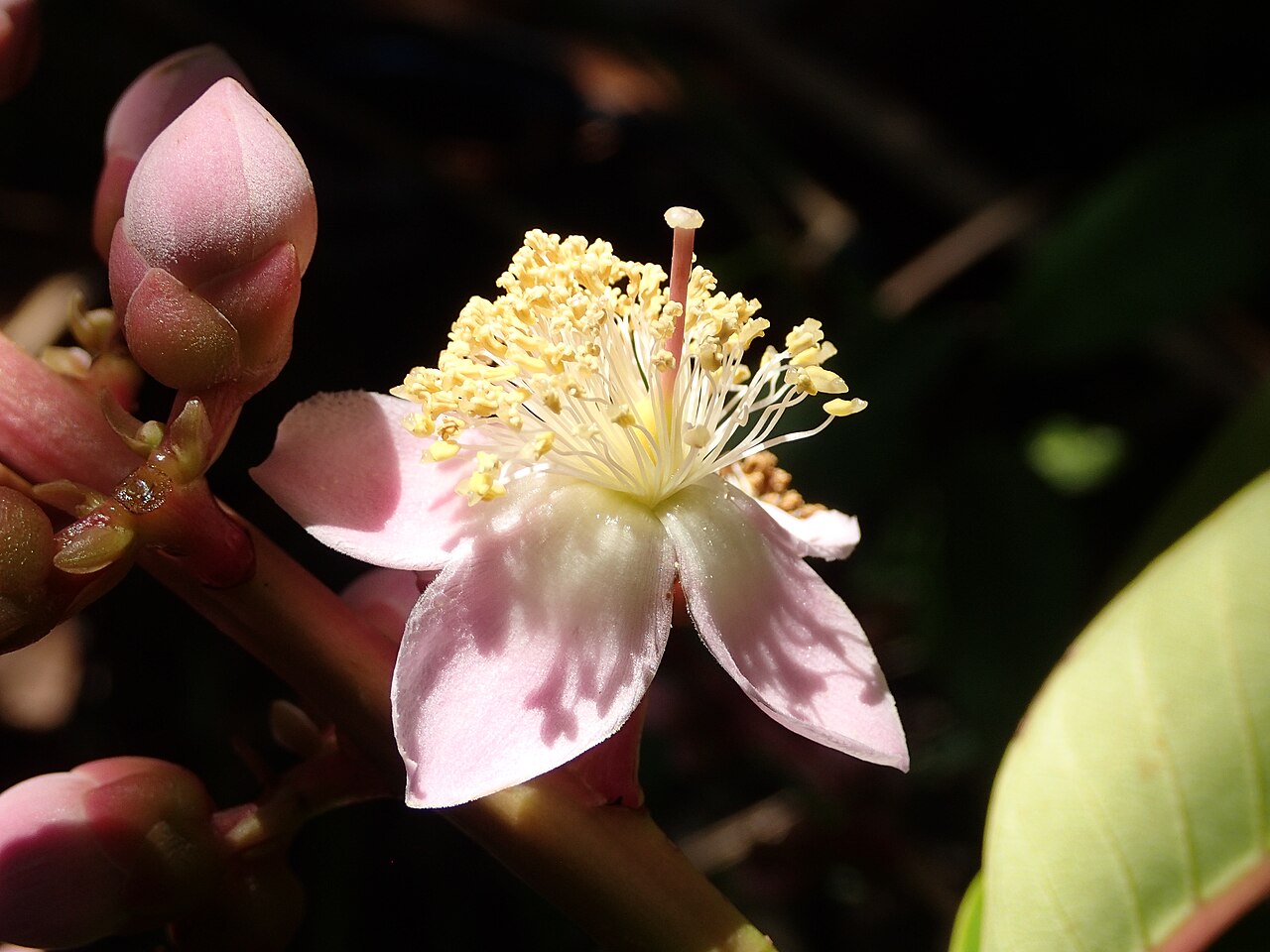 Mahurea palustris: fleur de Mahurea palustris dans une savane proche du bagne des Annamites de Montsinéry