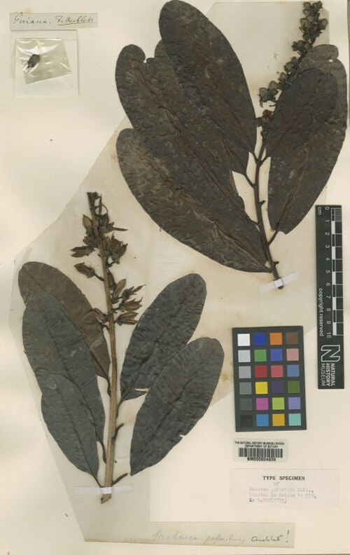 Mahurea palustris: Mahurea palustris Aubl. - herbier collecté par Aublet en Guyane, conservé au British Museum BM000624839