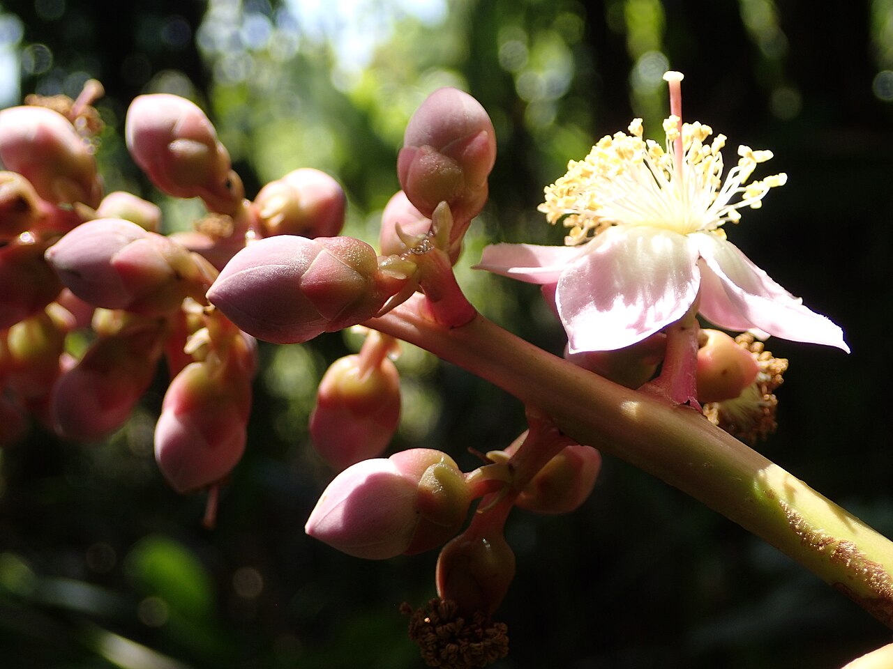 Mahurea palustris: inflorescence de Mahurea palustris dans une savane proche du bagne des Annamites de Montsinéry