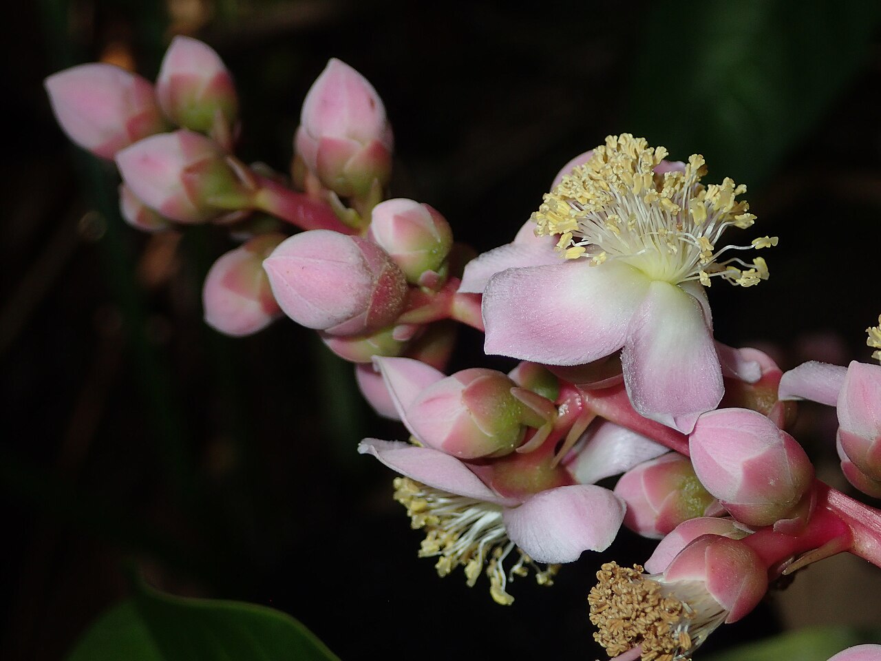 Mahurea palustris: Inflorescence de Mahurea palustris dans une savane proche du bagne des Annamites de Montsinéry