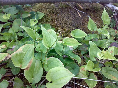 May lily: Maianthemum bifolium in Hurum, Norway